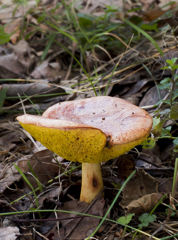 Aureoboletus gentilis